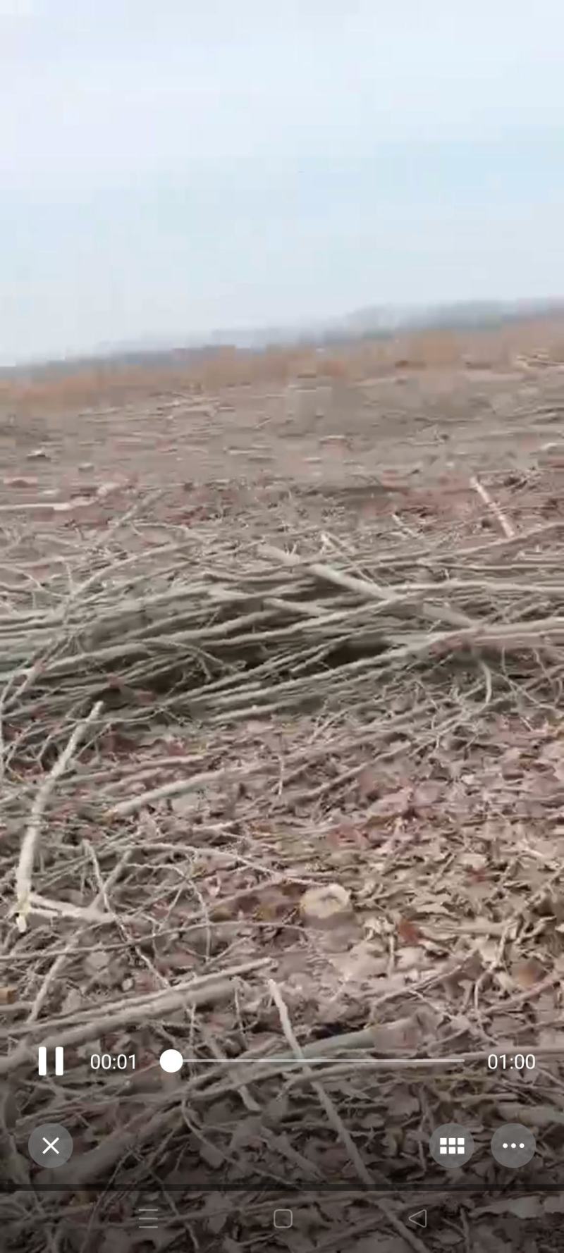 常年出售杨树大柴
