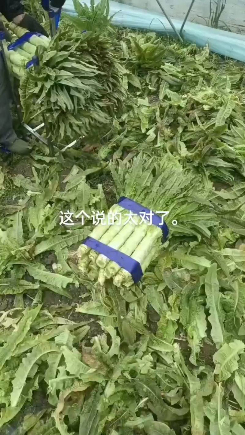 【精品】山东莴笋杆子莴笋基地质量保证常年供应代发全国