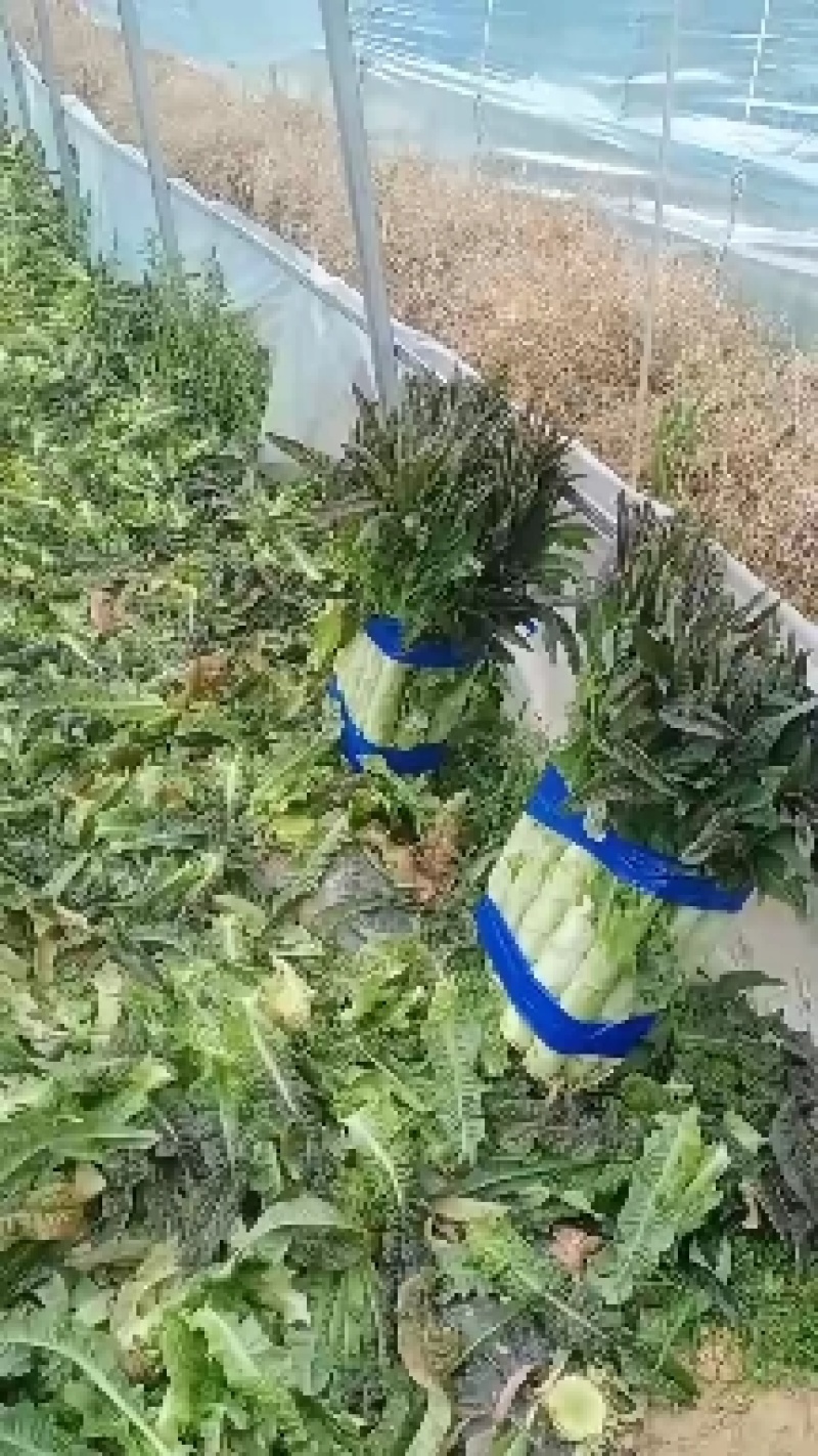 【精品】山东莴笋杆子莴笋基地质量保证常年供应代发全国