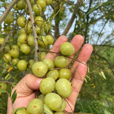 广西平南县油甘果，产地直销，