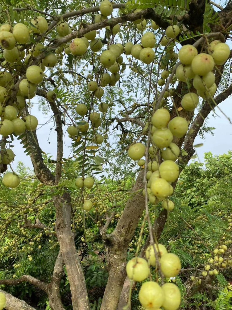 广西平南县油甘果，产地直销，