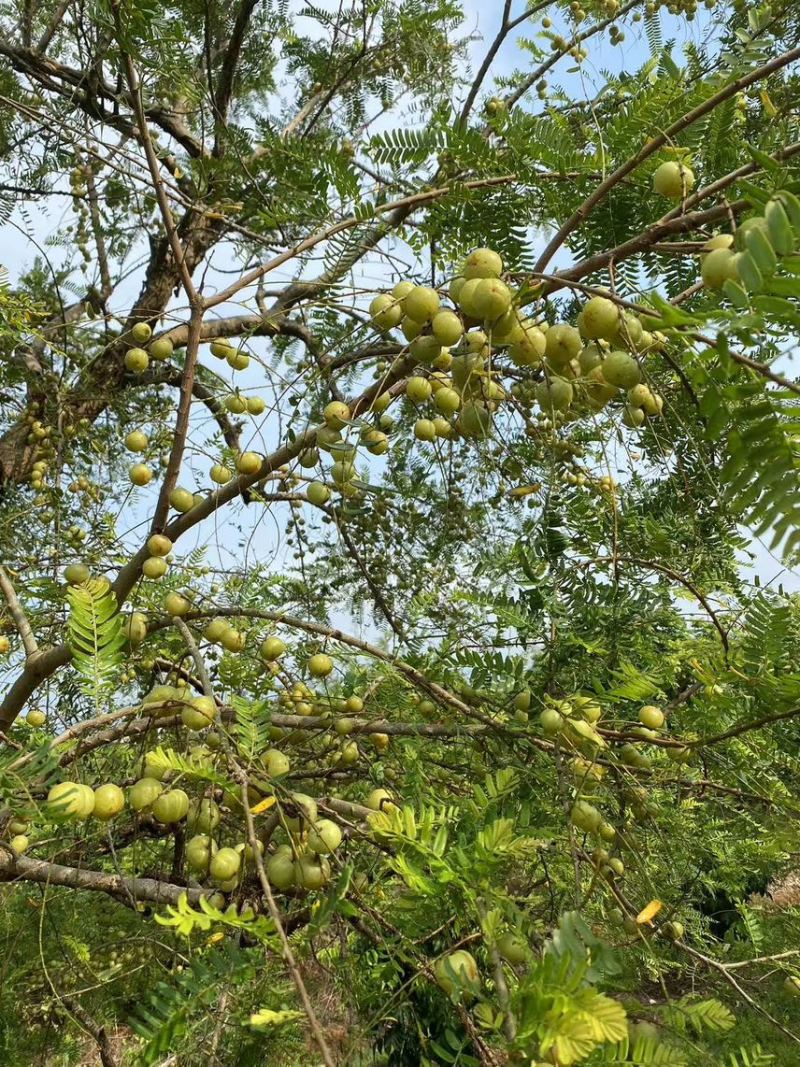 广西平南县油甘果，产地直销，