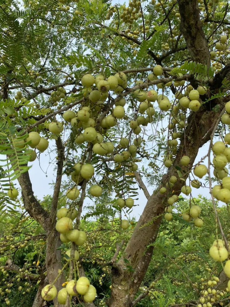 广西平南县油甘果，产地直销，