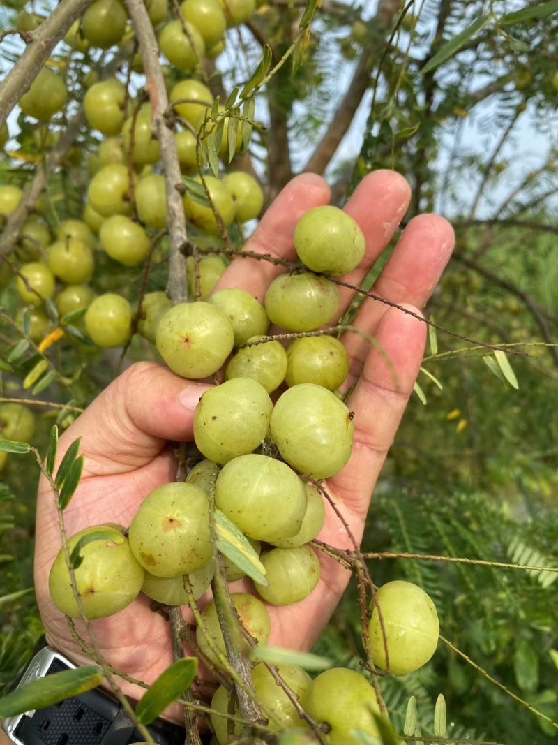 广西平南县油甘果，产地直销，