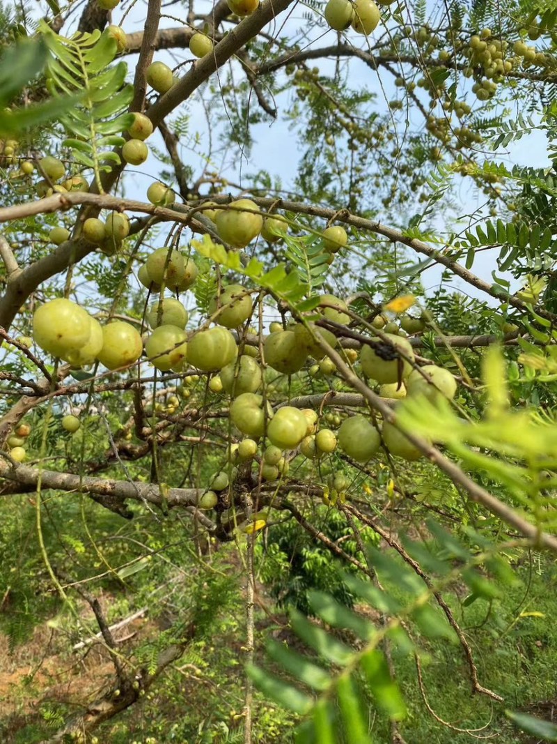 广西平南县油甘果，产地直销，