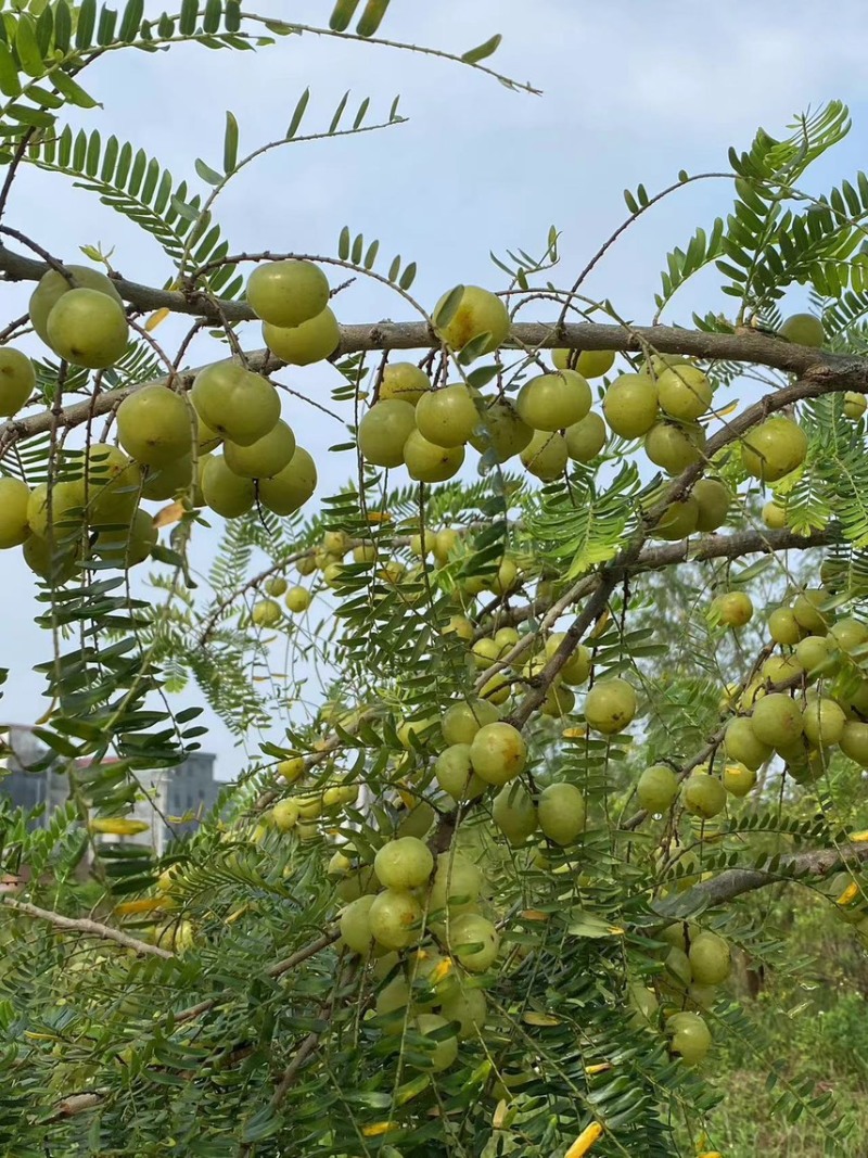 广西平南县油甘果，产地直销，