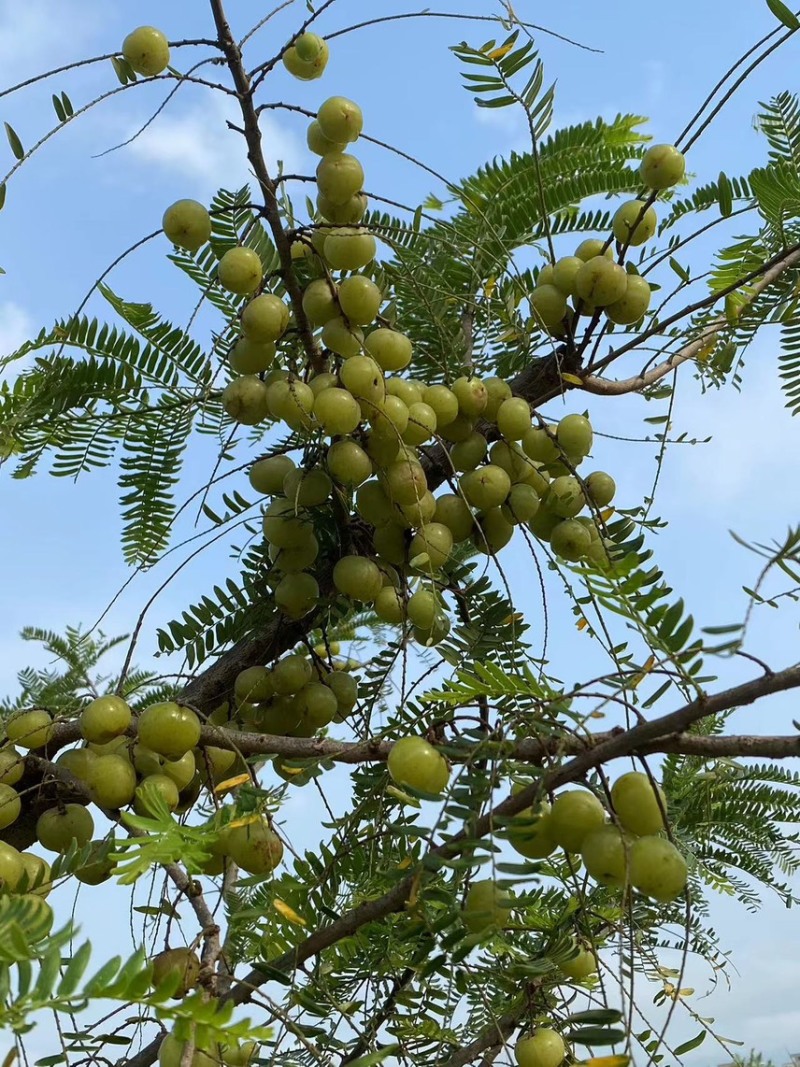 广西平南县油甘果，产地直销，