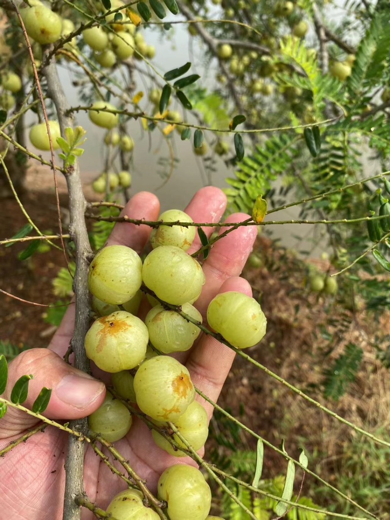 广西平南县油甘果，产地直销，