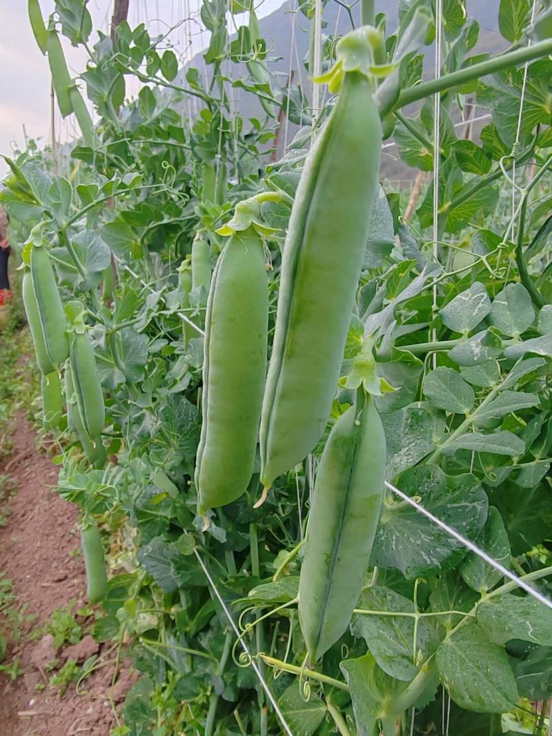 云南豌豆甜豆大量上市