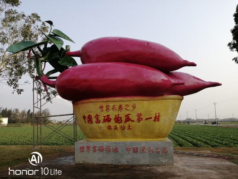 一件代发海南桥头地瓜