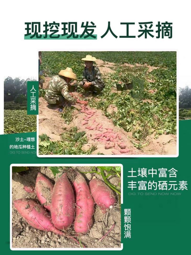 一件代发海南桥头地瓜