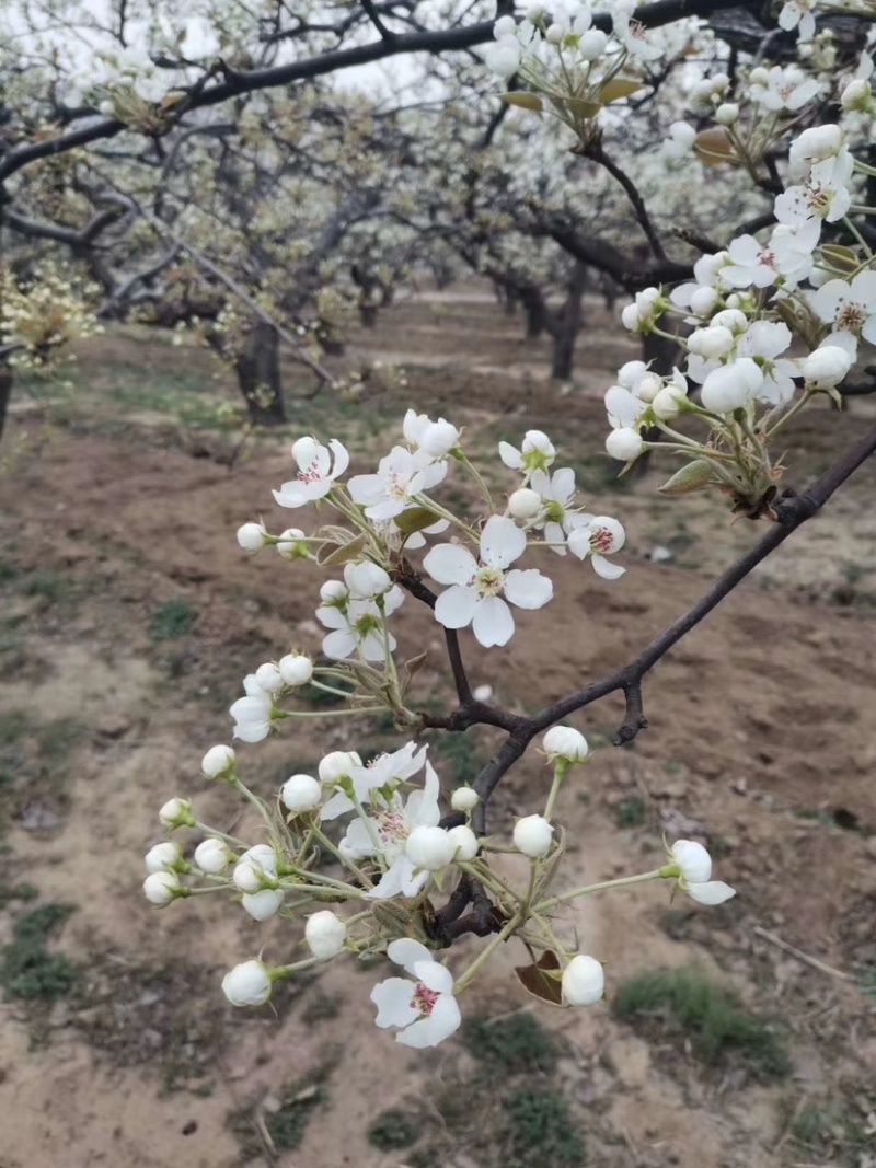 河北梨花粉，雪梨花粉，鸭梨花粉，苹果花粉，支持实地考察