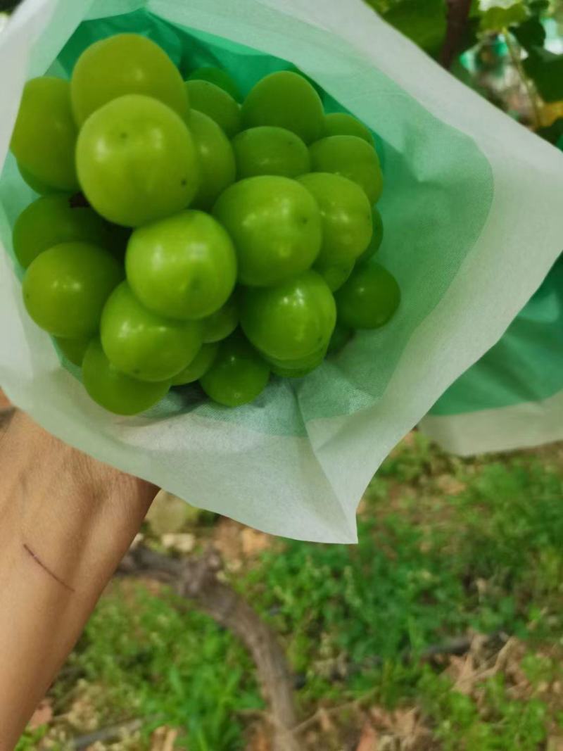 葡萄专用套袋：白袋，三色袋，绿袋