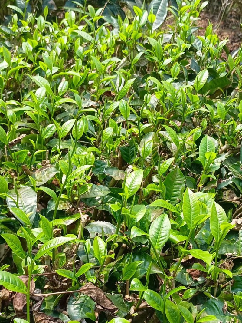 批发零售普洱茶春茶白茶，黑茶，台地茶和古树茶，自家茶地