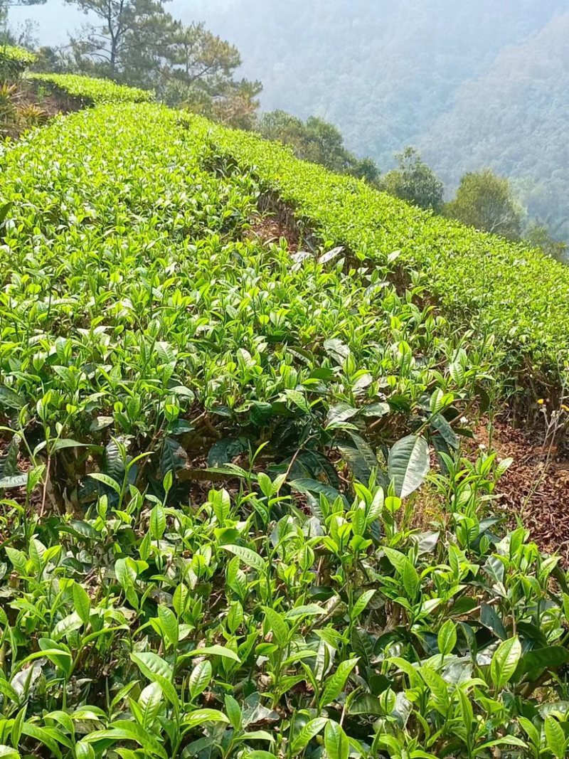 批发零售普洱茶春茶白茶，黑茶，台地茶和古树茶，自家茶地