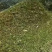 黄储玉米秸秆安徽一手货源全国发货登录优惠