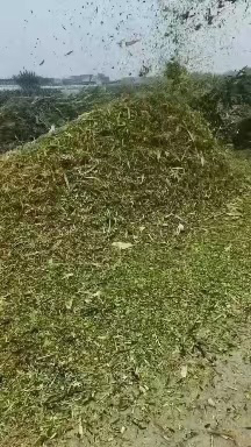 黄储玉米秸秆安徽一手货源全国发货登录优惠