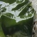盐渍海带厂家直供大量批发一手货源