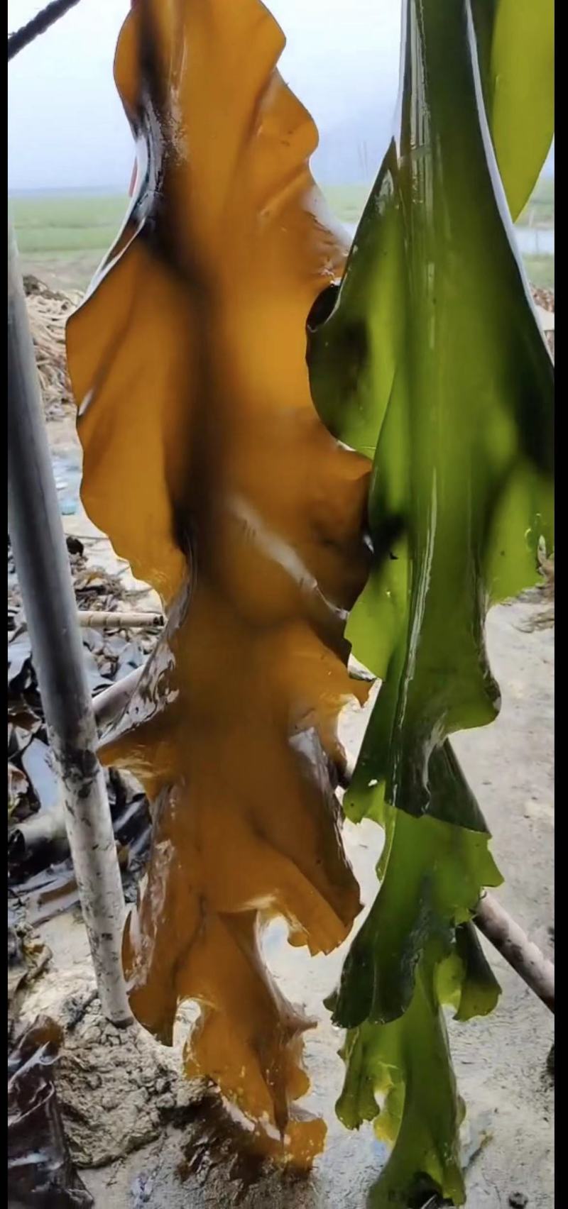 盐渍海带厂家直供大量批发一手货源