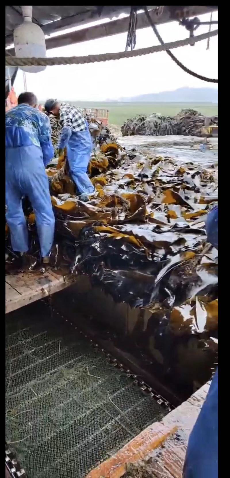 盐渍海带厂家直供大量批发一手货源