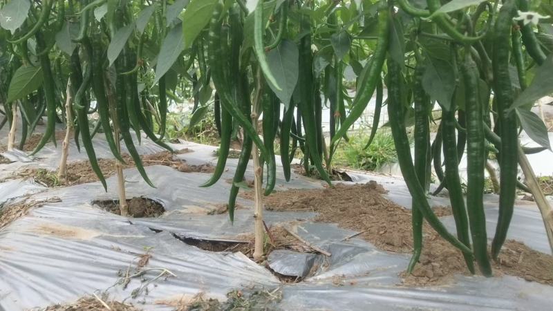 新苗3号大量上市，可配车2号，罗线，二荆条，8号，55号