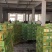 盐渍海带芽（包邮）厂家直供电商社区团购批发市场包邮包票
