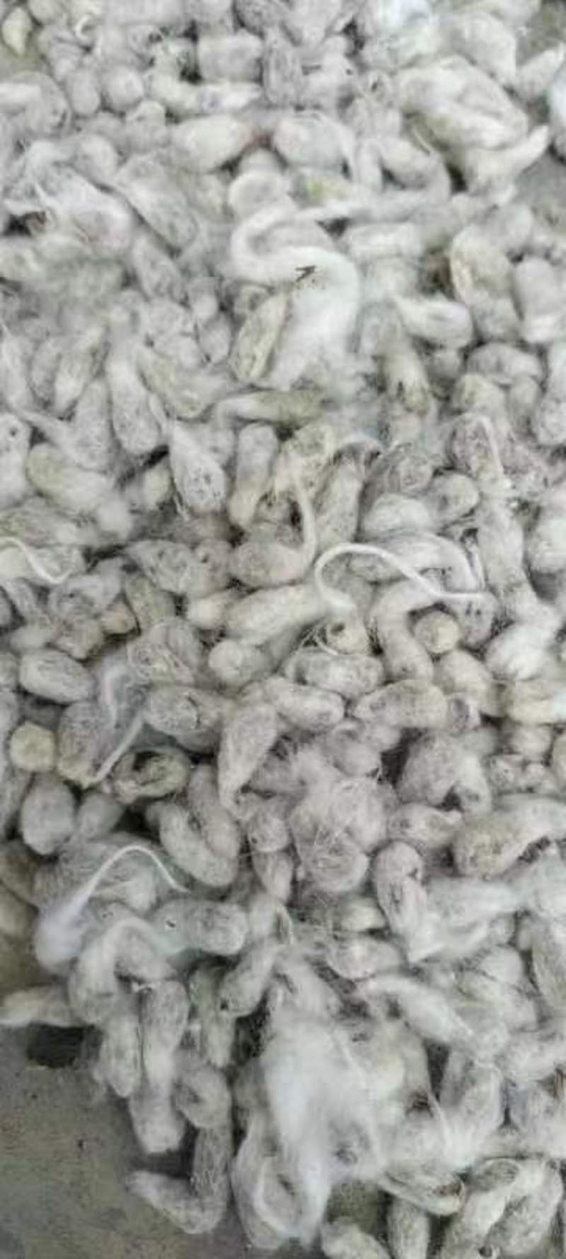 新疆棉籽牧场棉籽大量供应货源充足欢迎抢购