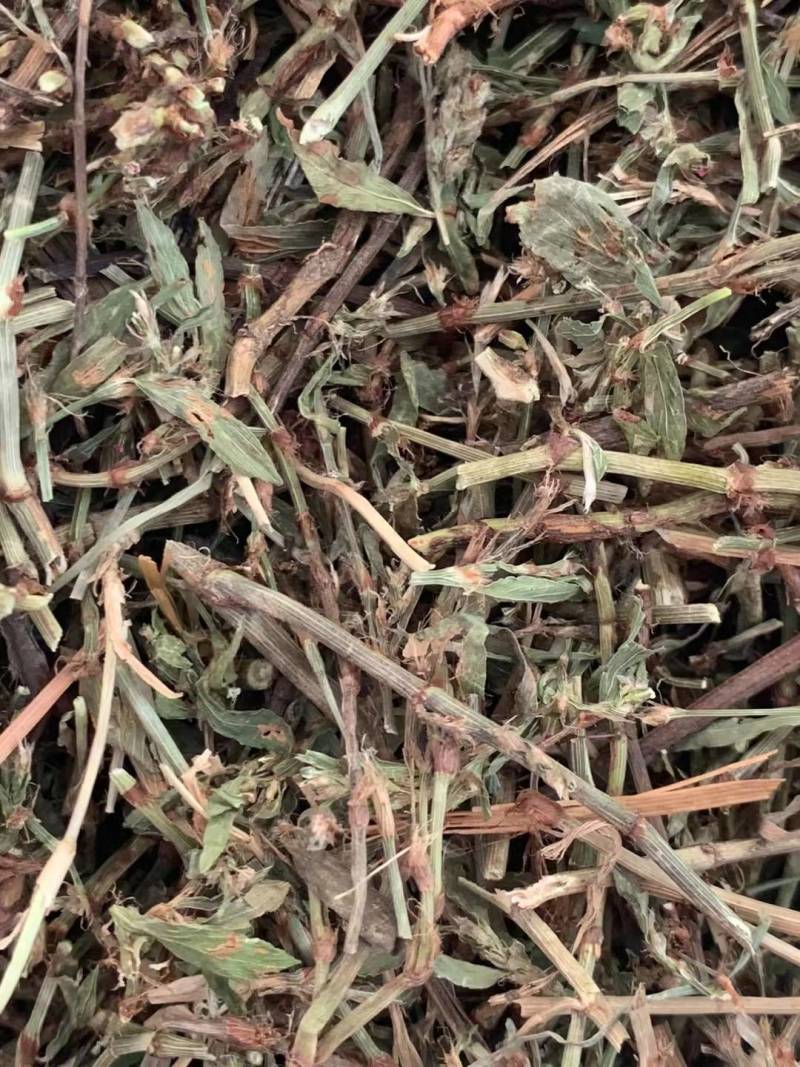 萹蓄草【包邮】三斤起发货可批量可零售量大从优