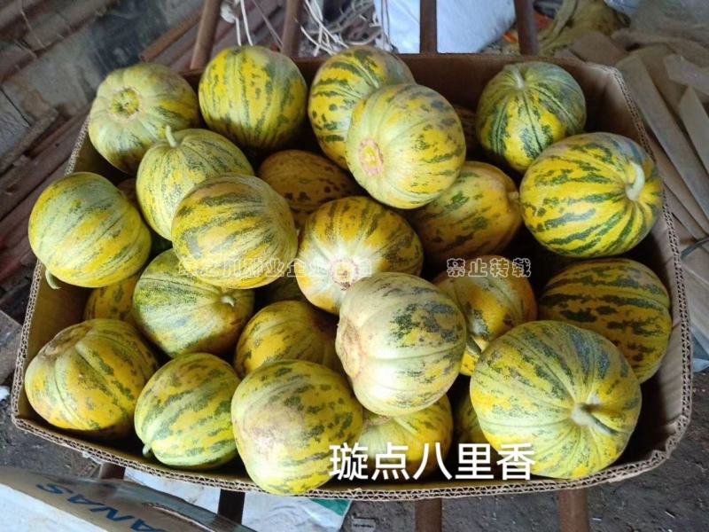 香味浓杂交八里香甜瓜种子薄皮香瓜种子高糖优质丰产超甜