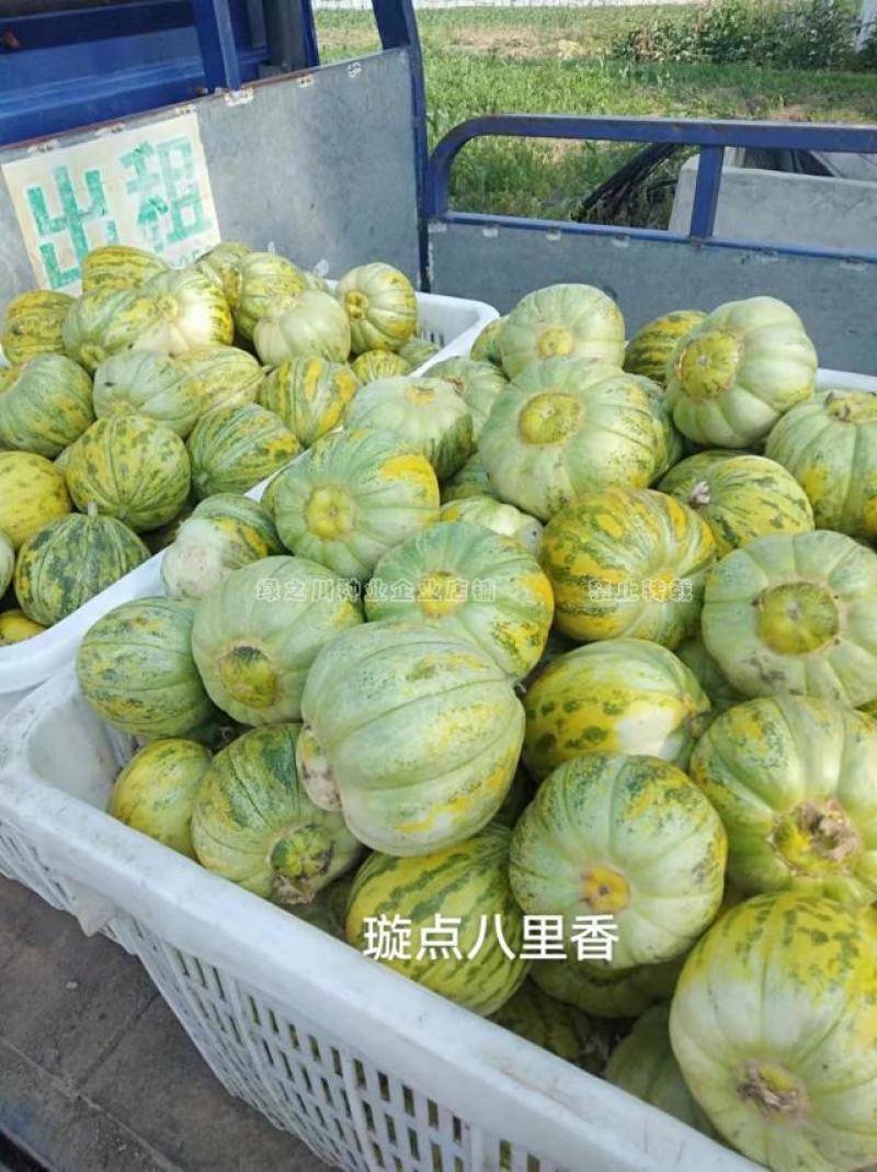香味浓杂交八里香甜瓜种子薄皮香瓜种子高糖优质丰产超甜