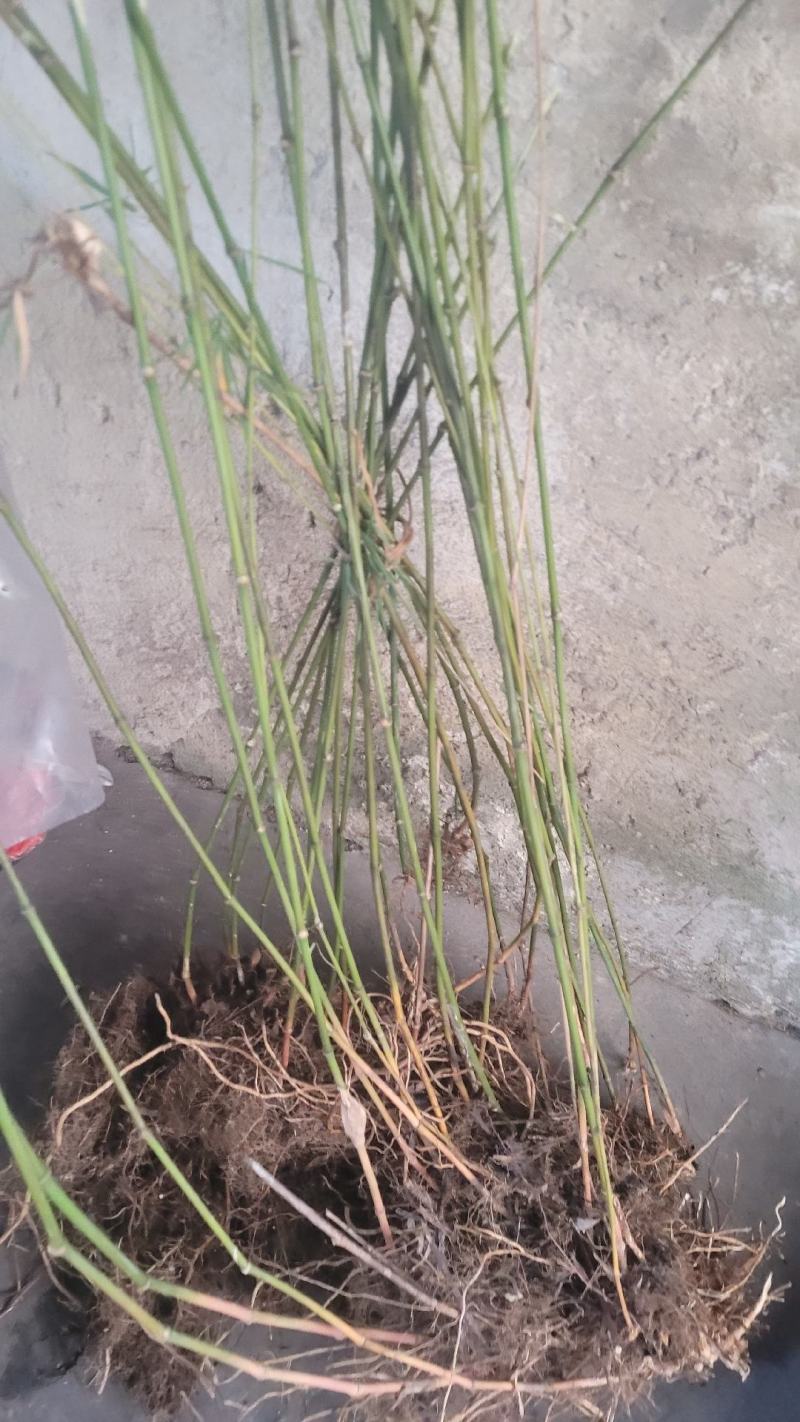 藤竹名贵爬行竹名贵奇竹小区公园阳台名贵竹
