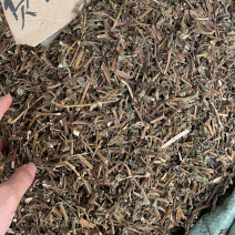 薄荷批发零售中药材一斤起发量大从优一件代发
