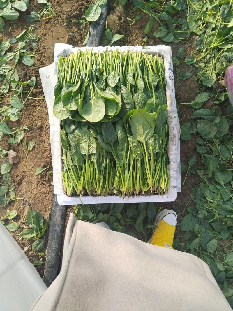 菠菜
