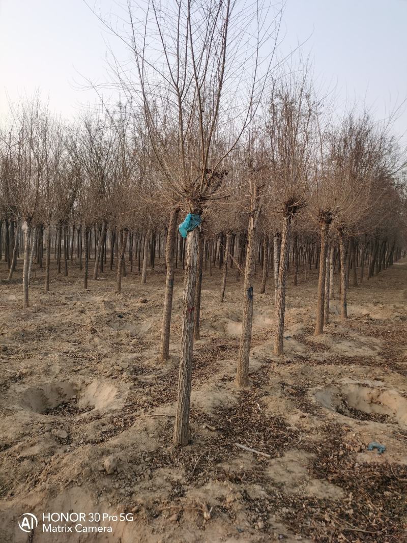 河北省保定市奥森苗圃场出售胸径6-8公分嫁接香花槐50万