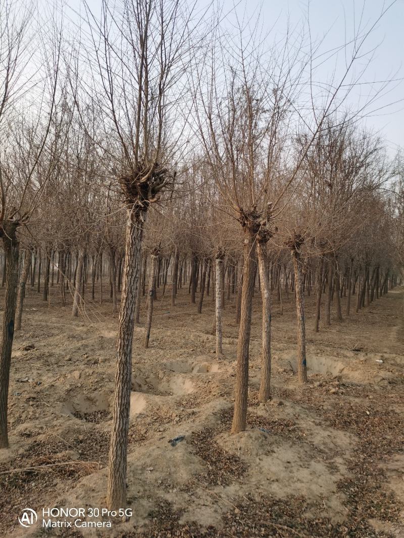 河北省保定市奥森苗圃场出售胸径6-8公分嫁接香花槐50万