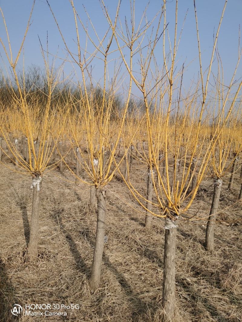河北省保定市奥森苗圃场出售胸径6-8公分嫁接香花槐50万