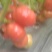 普罗旺斯水果西红柿