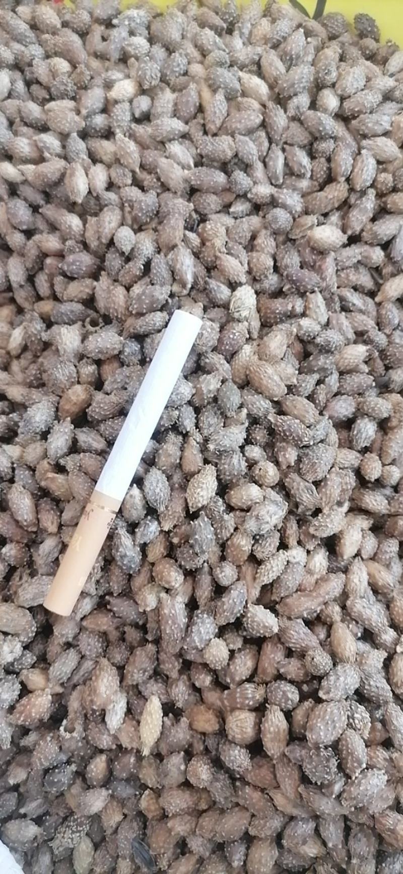 苍耳子撞刺苍耳子类大全