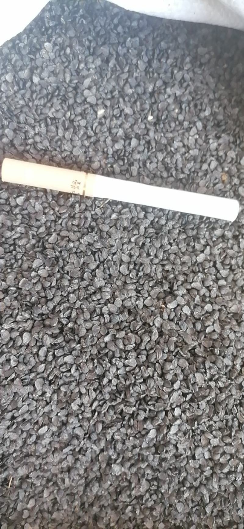 韭菜子