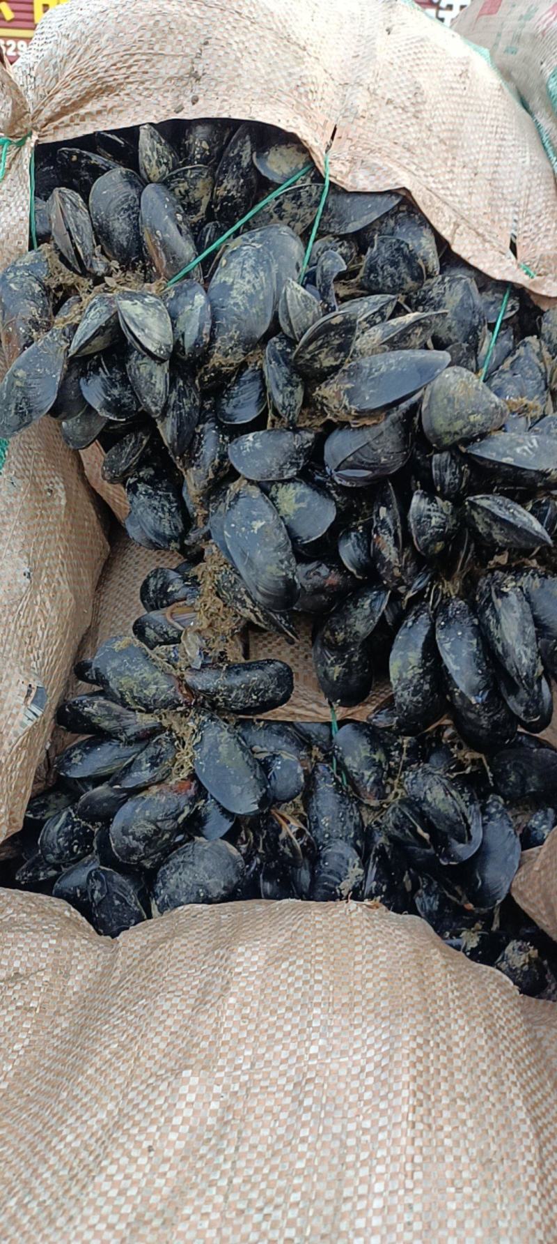 海虹，货源充足，体量大，质优价廉，可视频看货