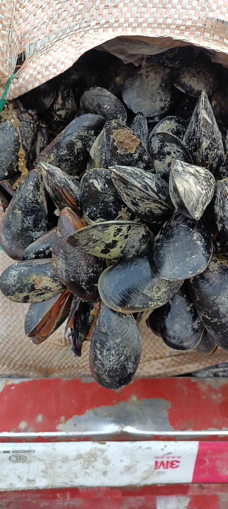海虹，货源充足，体量大，质优价廉，可视频看货