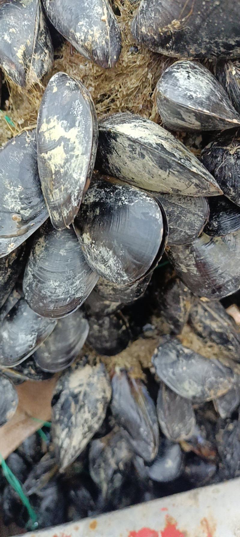 海虹，货源充足，体量大，质优价廉，可视频看货
