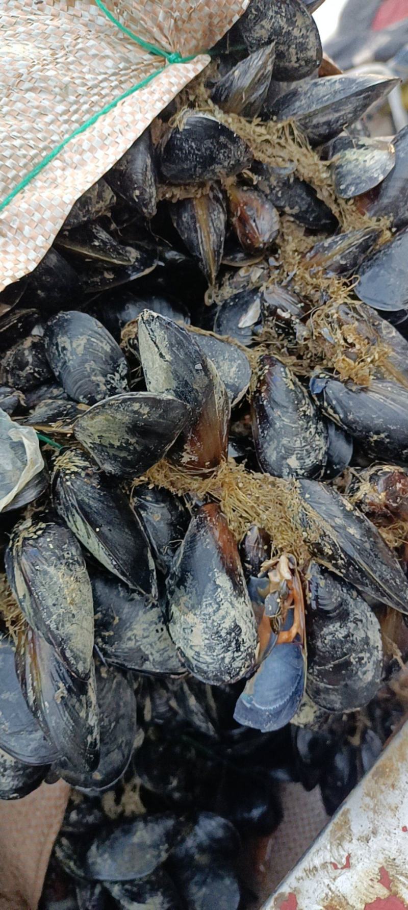 海虹，货源充足，体量大，质优价廉，可视频看货