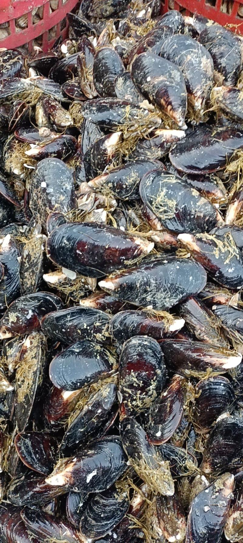 海虹，货源充足，体量大，质优价廉，可视频看货