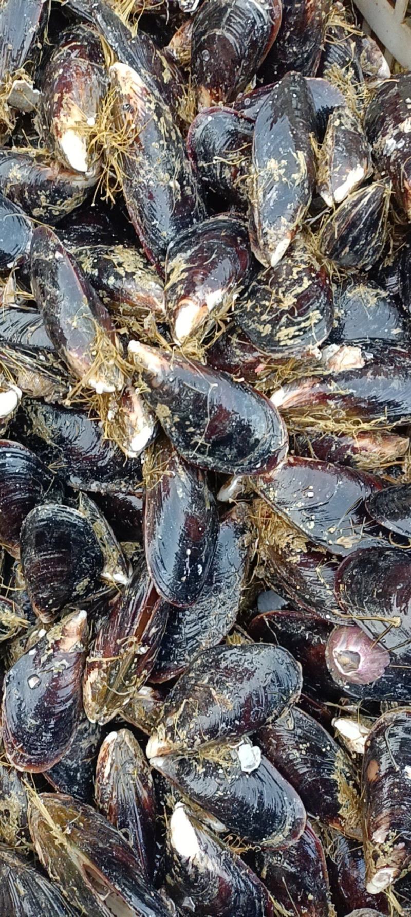 海虹，货源充足，体量大，质优价廉，可视频看货