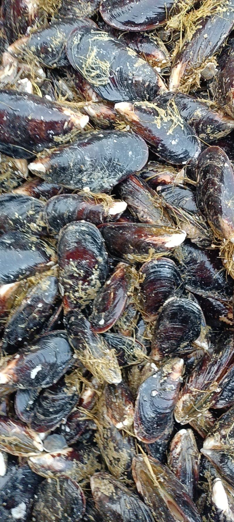 海虹，货源充足，体量大，质优价廉，可视频看货