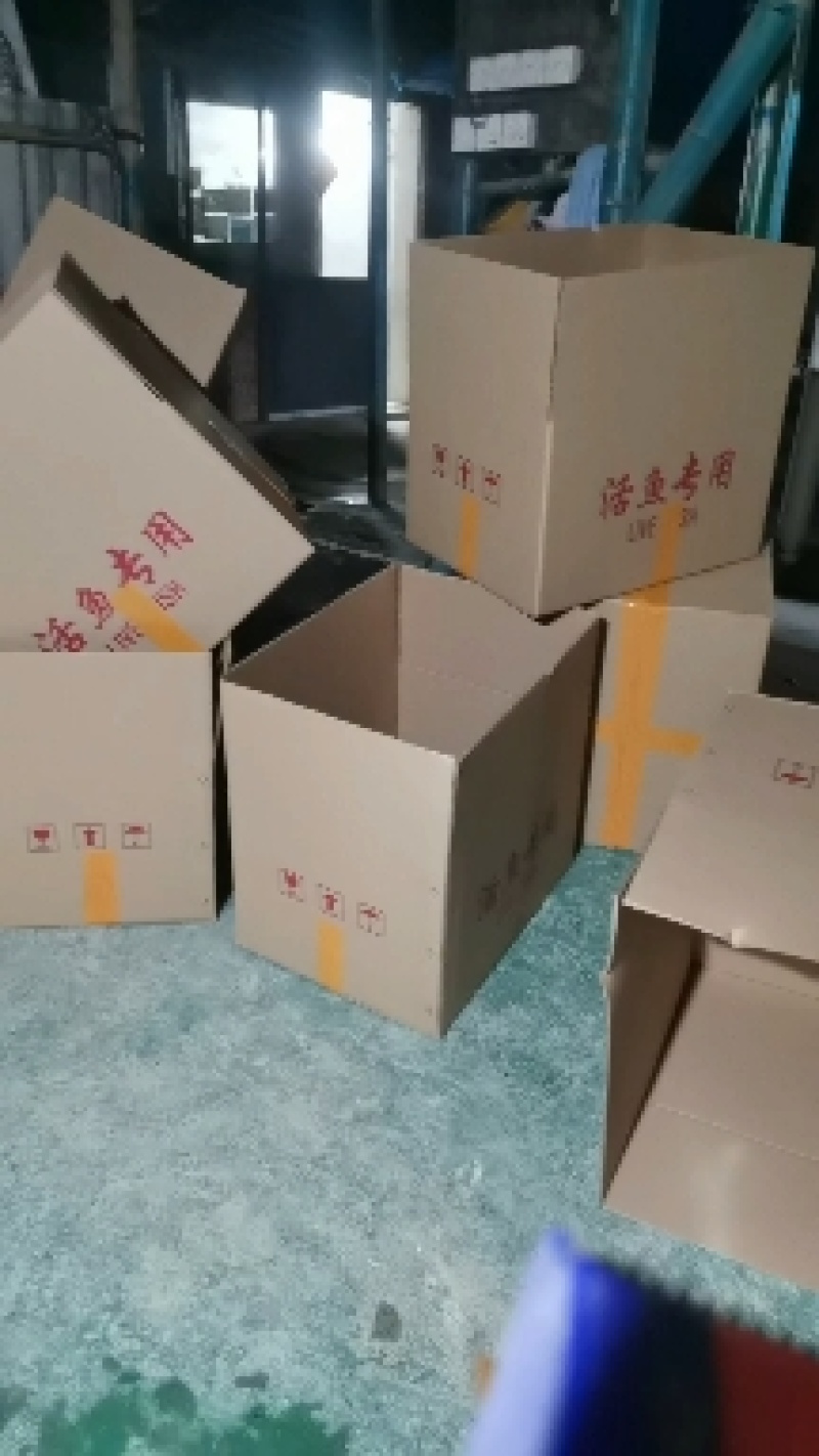 优质快大型鲫鱼水花，抗病能力强，抗班子虫指虫，欢迎来咨