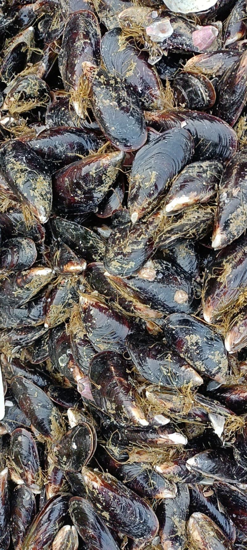 海虹，货源充足，体量大，质优价廉，可视频看货