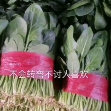 大叶菠菜