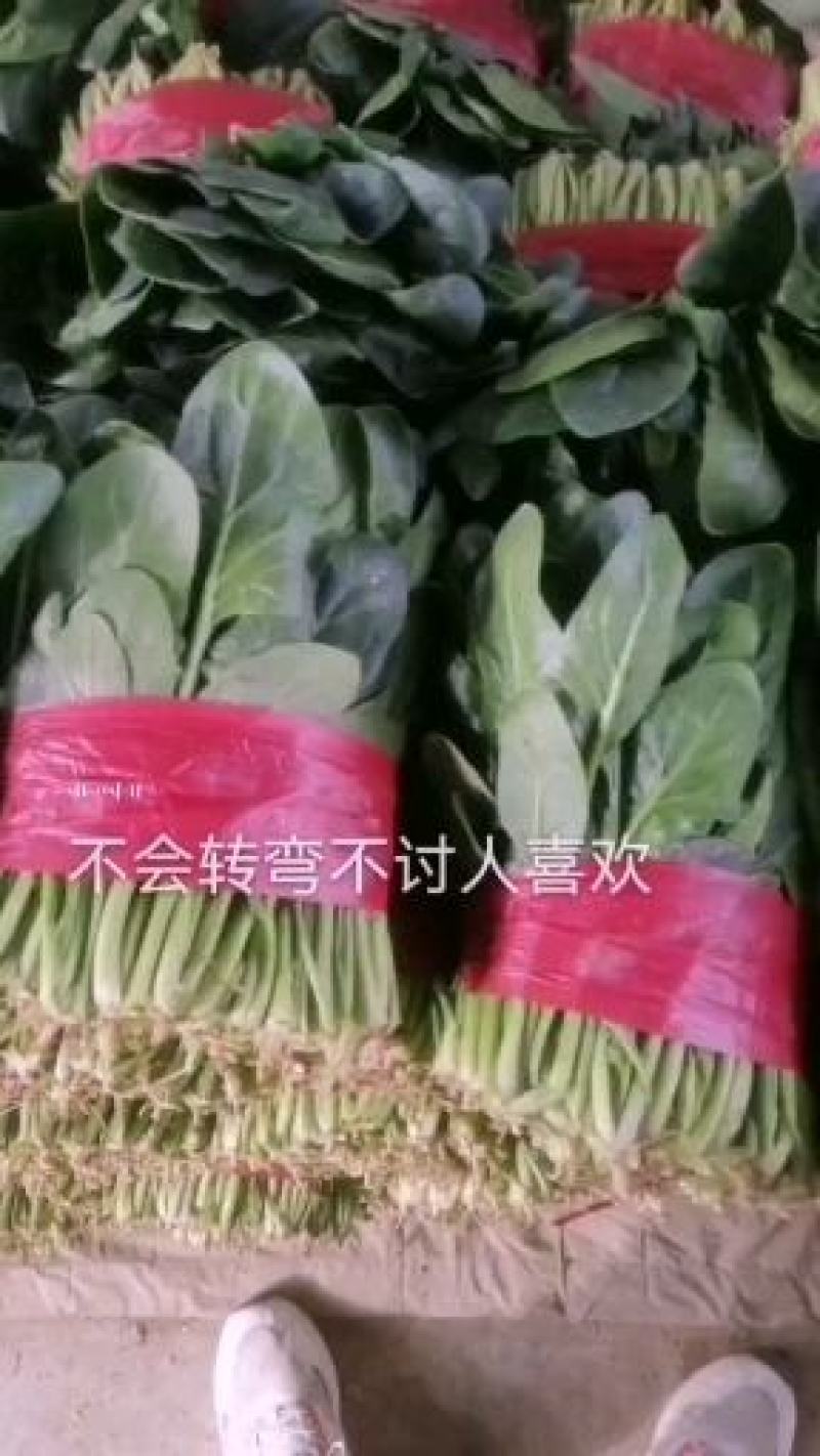 大叶菠菜